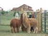 alpaca5.jpg