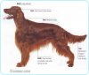 Irish-Setter.jpg