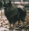 Keeshond.jpg
