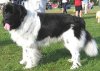 newfoundland-dog2.jpg