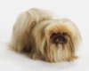 pekingese.jpg