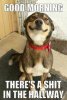 dog.jpg